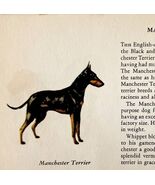 Manchester Terrier 1939 Dog Breed Art Ole Larsen Color Plate Print PCBG17 - $42.03 CAD