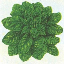 USA SELLER Bloomsdale Long Standing Spinach Seeds Fast Shipping - $9.80