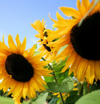 Seeds Fresh Sunflower Huge Black Oil Mammoth Flowers Sun Flower Planting - $7.90