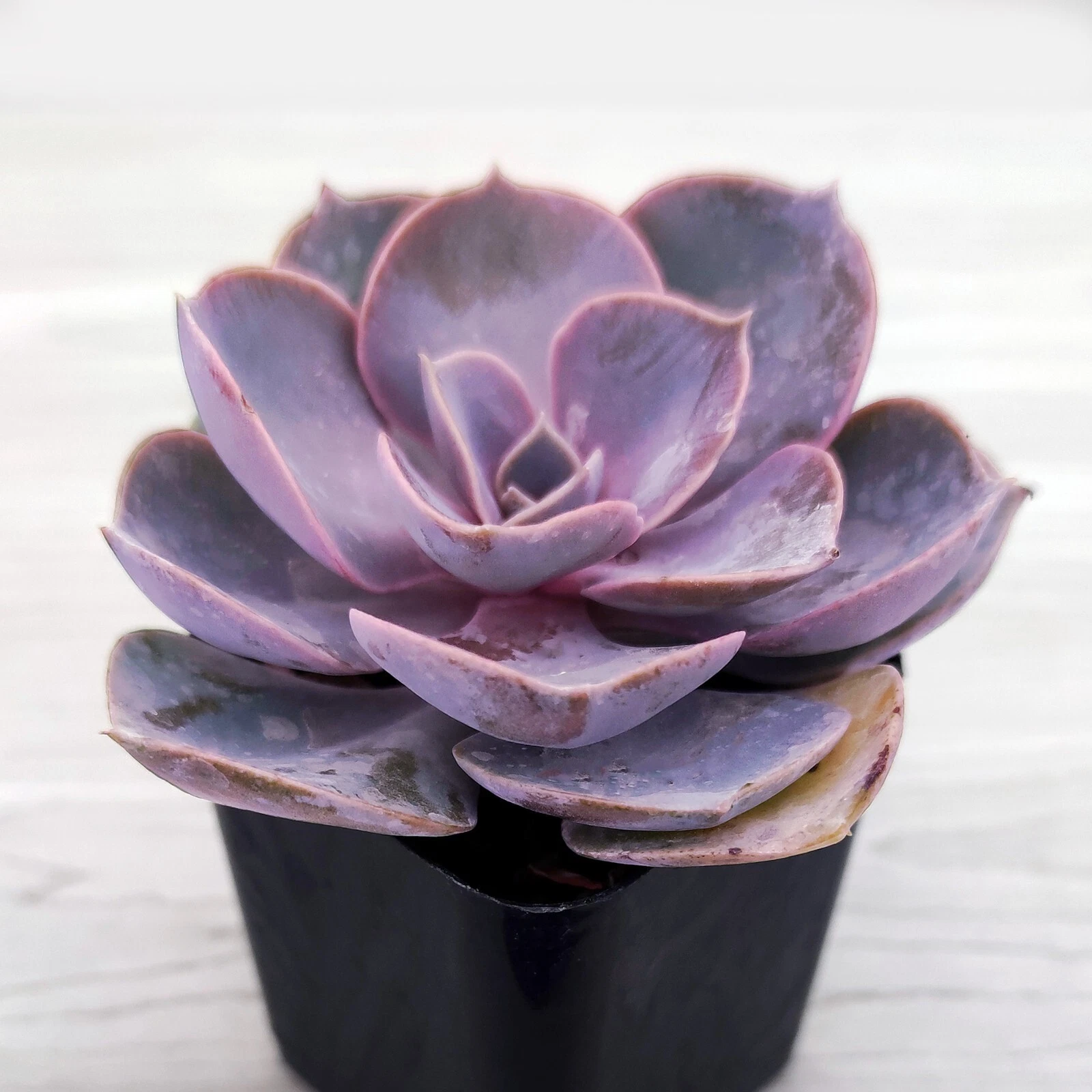 Succulent Live Plant - Echveria Perle Von Nurnberg - In 2&quot; Pot - $17.20