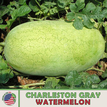 10 Charleston Gray Watermelon Seeds Fast Ship USA Seller  - $4.90