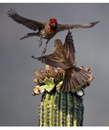 FMG Neobuxbaumia Tetezo Cactus Seed Exotic Succulent Cacti Cereus Aloe 3... - $27.34 CAD