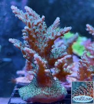 Forest Green Acropora  - £27.48 GBP+