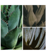 Agave americana Succulents Garden Plants - 10 Seeds - £13.08 GBP