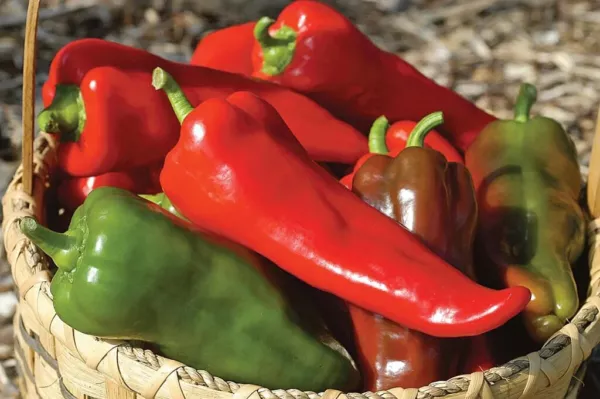 25 Seeds Corno Di Toro Pepper Vegetables Planting Edible Food Fresh - £8.09 GBP
