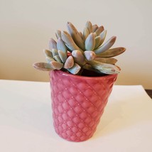 Pink Ceramic Planter with Darley Sunshine Succulent, Graptosedum Francisco Baldi