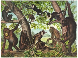 8047.Monkeys gathered together in forest.swinging.POSTER.art wall decor - £13.88 GBP+