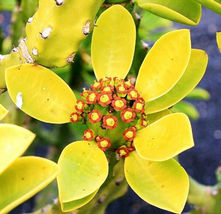5 Seeds Euphorbia Neriifolia, Rare Cactus Exotic Succulent Cacti Flowering Seed - £14.37 GBP