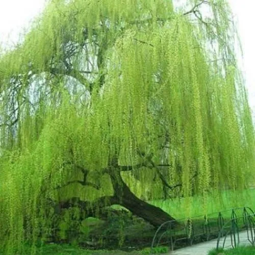 Bright Green Willow Seeds Tree Weeping Flower Giant Full Landscape 5 Seeds Fresh - £7.68 GBP