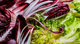 300+ Fresh Organic Seeds ENDIVE/RADICCHIO, Gourmet Mix, Heirloom, Nongmo - £8.20 GBP