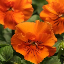 Pansy Flower Seed Pansy Frizzle Sizzle Orange 100 Seeds Fresh USA Fast S... - $18.99