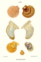 oyster shells - £15.68 GBP