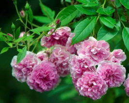 Live Plant 7 Sisters Pink Rose Bush Heirloom Climbing Baby Rambler Multiflora - £44.75 GBP