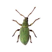 Green Beetle Decal - 8&quot; tall x 6&quot; wide - £2.81 GBP