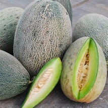 Melon Bateekh Samara, 25 Seeds R - £14.66 GBP