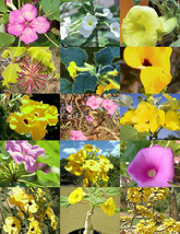 UNCARINA variety MIX, magadascar plant  caudex succulent desert bonsai  5 seeds - £7.07 GBP