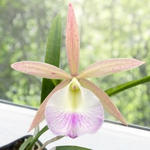 AD 15 Seeds Orchid Brassavola House Flowers Home Garden - $13.26