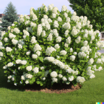Hydrangea 50  Seeds White Flower Bush, Hedge, Shrub Hydrangea quercifolia - £9.38 GBP