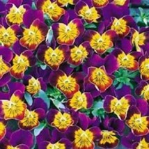 Seeds USA Seller New 35 Bi-Color Miniola Purple Heart Viola Flower Seeds... - $27.28