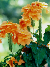 20 Pc Seeds Crossandra Infundibuliformis Orange Marmalade Flower Plant | RK - £19.79 GBP