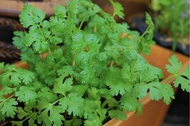 500 Seeds Cilantro/Coriander, Outdoor Plant, Vegetables Plant - $9.99