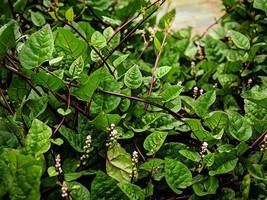 Spinach  Red Malabar HEIRLOOM 50+ Seeds 100% Organic Non GMO Grown In USA - $4.99