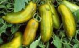 60 Green Sausage Tomato Seeds, Heirloom, Green Sleeves, NON-GMO - £6.60 GBP