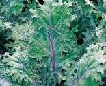 200 Red Russian Kale Seeds Heirloom  Non-Gmo! - $8.99