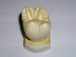 Dental Tooth Model Plaster Cast For Anatomy Morphology Teaching Upper 1s... - £14.36 GBP