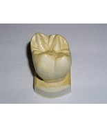 Dental Tooth Model Plaster Cast For Anatomy Morphology Teaching Upper 1s... - $24.43 CAD