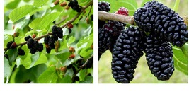 2 live plants Mulberry Tree - &#39;Dwarf Everbearing&#39; - Morus nigra edible f... - £40.05 GBP