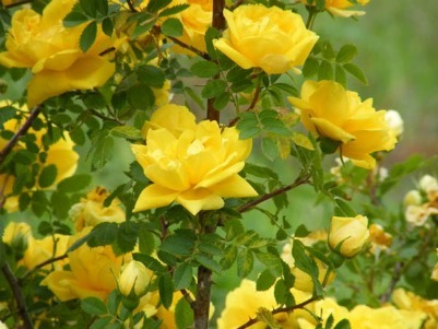 10 Seeds - Yellow Rose