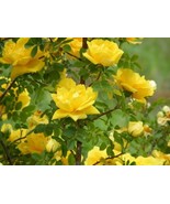 10 Seeds - Yellow Rose  - £7.18 GBP
