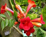 Red Hummingbird Trumpet Vine Seeds - 25 Campsis Radicans - £8.25 GBP