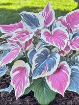 Hosta Seed. Hosta Plant Seeds. Hosta plantaginea Garden Flowers This stunning va - £9.35 GBP