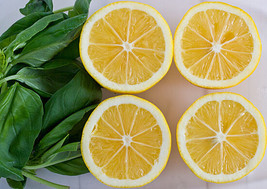 Lemon Basil Seeds Lemon Fragrance Cuisine 100 Count Pkt Grown In Usa Gardening - £11.26 GBP