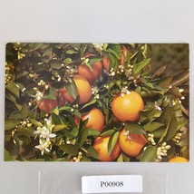Orange Tree Branch Florida 1970s Postcard 1979 Koppel Color Cards - $7.88