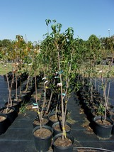 Independenc Nectarine 4-6 Ft Tree Fruit Trees Plants Plant Tasty Nectarines Now! - £110.60 GBP