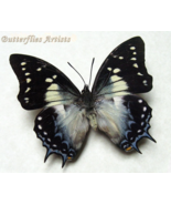 Tailed Emperor Charaxes Polyura Pyrrhus Butterfly Taxidermy Framed Shado... - $1,101.81 MXN
