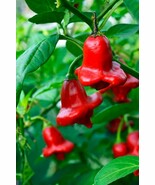 Bishop&#39;s Cap Pepper Seeds (20) FREE SHIPPING - $5.36 CAD