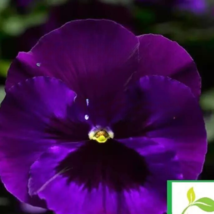 WWATER 25 Seeds Purple Pansy Flower Cool Wavy Viola Flowering Johnny USA Seller - £8.11 GBP