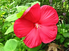 10 Luna Red Hardy Hibiscus Hibiscus Moscheutos Balhibred Flower Seeds Fresh - £14.29 GBP