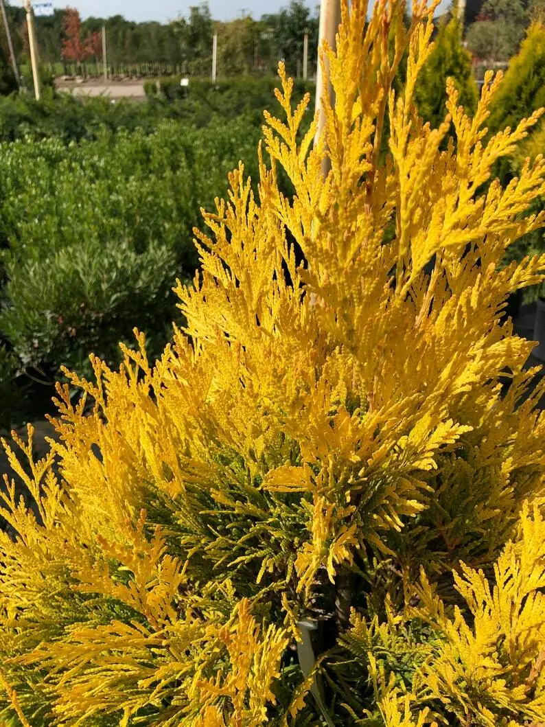 Golden Thuja Arborvitae Shrub/Tree Live Plant 8-14&quot; Tall Seedling Quart - £45.23 GBP