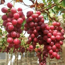 Red Globe Grape Seeds (5) - Grow Big Luscious Grapes at Home - Ideal for Wine Ma - £7.44 GBP