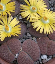 LITHOPS HOOKERI living stones rare exotic mesemb pebble succulent seed 3... - $8.99