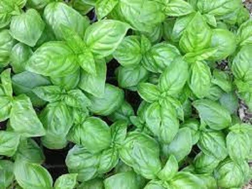 Genovese Basil Herb Variety Organic Seed US Fast Shipping - $37.06 MXN