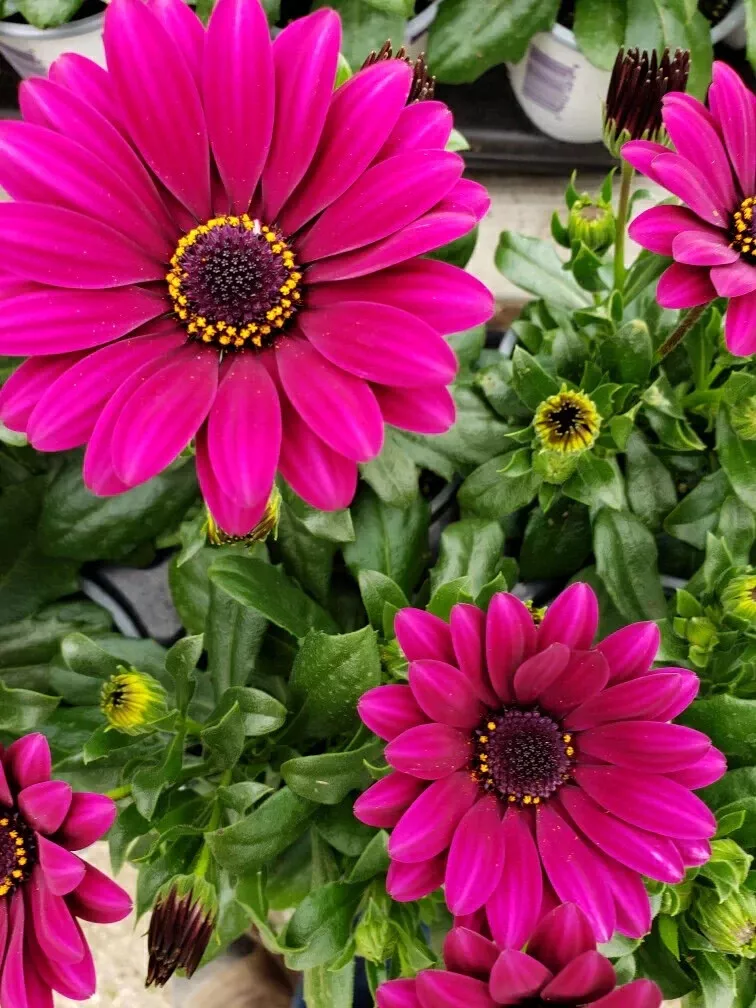 200 Seeds Magenta Cape Daisy Seeds for Garden Planting Fast Shipping From US - $12.99