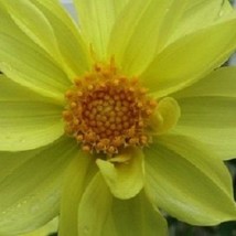 15 Mignon Yellow Dahlia Annual Flower Seeds Gardening USA Shipping - £7.72 GBP