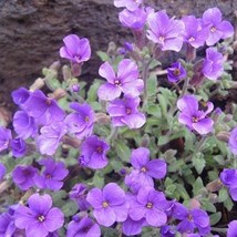 Rock Cress Seeds Cascading Purple 5000 Aubrieta Seeds Fresh Seeds USA - $54.70