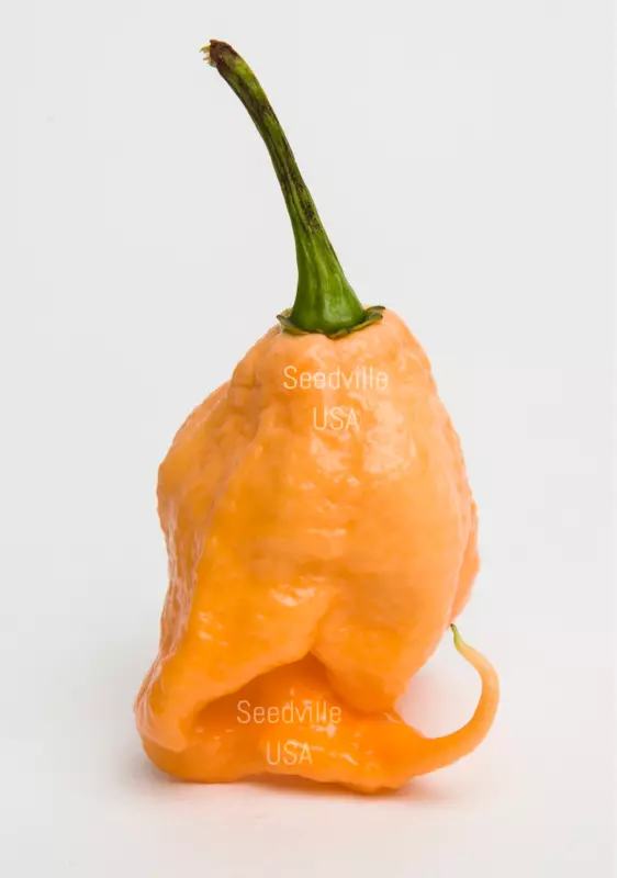 10 Seeds Peach Carolina Reaper Pepper World&#39;s Hottest Capsicum Chinense Chili - £9.76 GBP